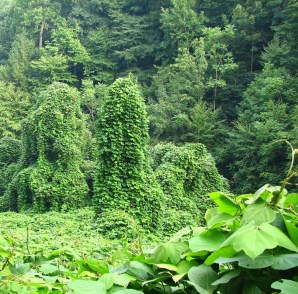 kudzu