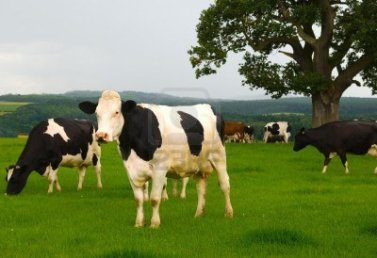 3583240-dairy-cows-in-a-lush-green-field